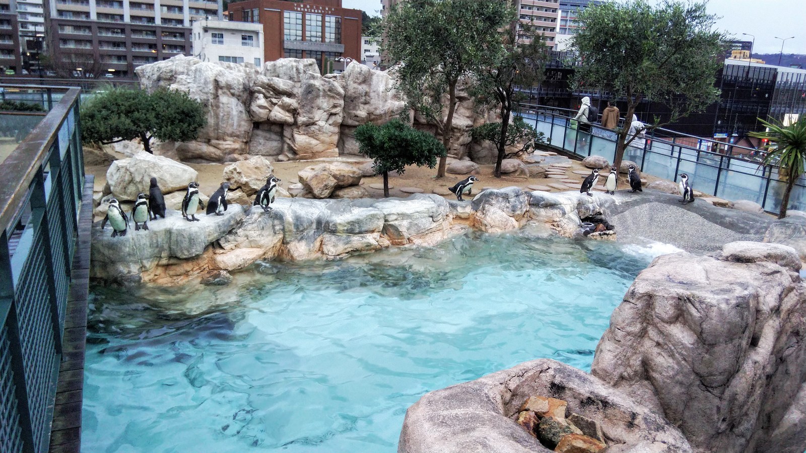 海響館の屋外ペンギンプールで岩場に立つ複数のフンボルトペンギン
